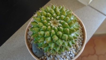 Mammillaria marksiana