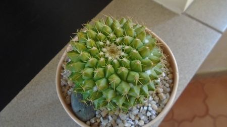 Mammillaria marksiana