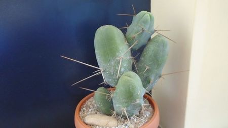 Trichocereus bridgesii f. monstruosus