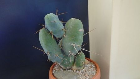 Trichocereus bridgesii f. monstruosus