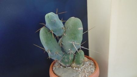 Trichocereus bridgesii f. monstruosus