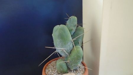 Trichocereus bridgesii f. monstruosus