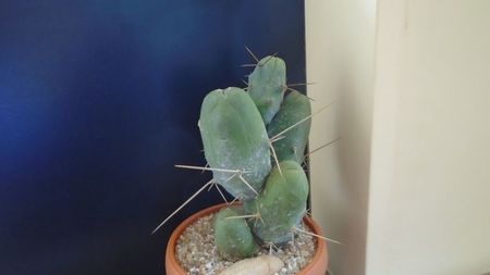 Trichocereus bridgesii f. monstruosus