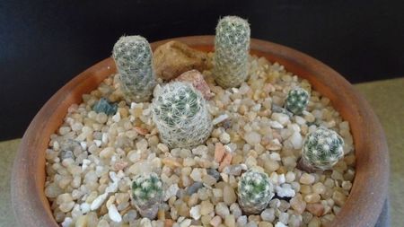 Grup de 7 Pediocactus; Pediocactus paradinei
Pediocactus simpsonii 
Pediocactus simpsonii v. minor
Pediocactus knowltonii, 4 ex.
