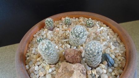 Grup de 7 Pediocactus; Pediocactus paradinei
Pediocactus simpsonii 
Pediocactus simpsonii v. minor
Pediocactus knowltonii, 4 ex.
