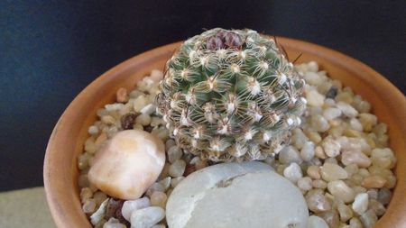 Pediocactus knowltonii