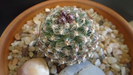 Pediocactus knowltonii