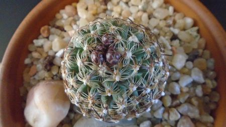 Pediocactus knowltonii