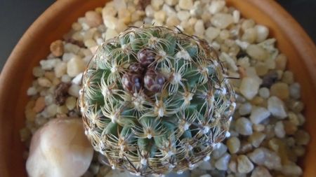 Pediocactus knowltonii