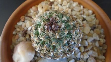 Pediocactus knowltonii