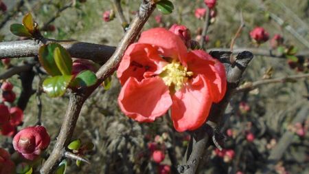Gutui japonez (flori rosii)