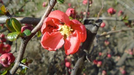 Gutui japonez (flori rosii)