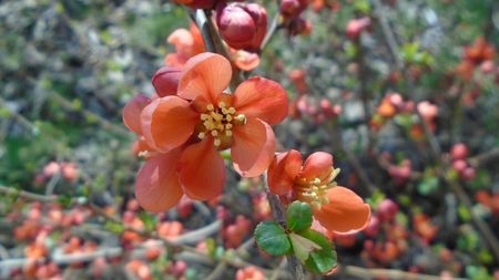 Gutui japonez (flori portocalii)