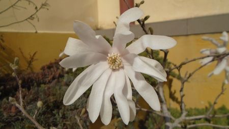 Magnolia stellata