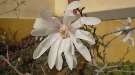 Magnolia stellata