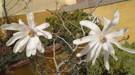 Magnolia stellata