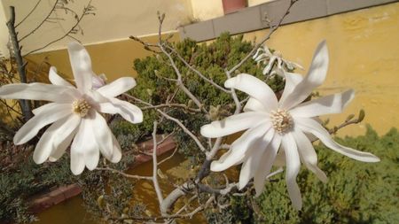 Magnolia stellata