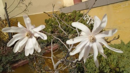 Magnolia stellata