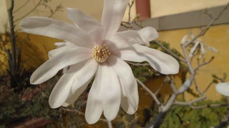 Magnolia stellata