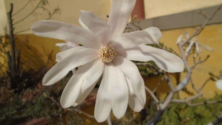 Magnolia stellata