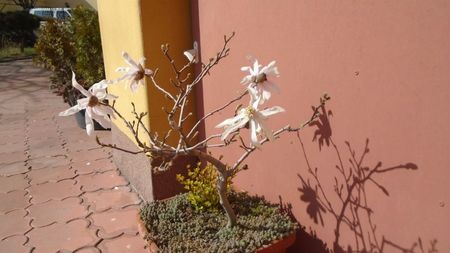 Magnolia stellata