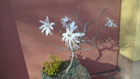 Magnolia stellata