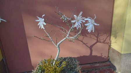 Magnolia stellata