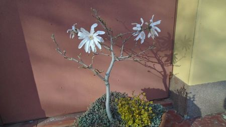 Magnolia stellata