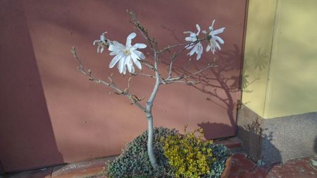 Magnolia stellata