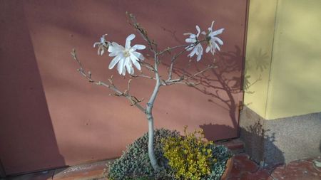 Magnolia stellata