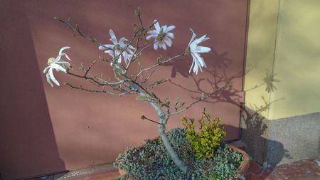 Magnolia stellata