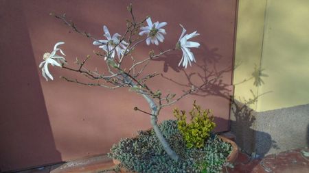 Magnolia stellata