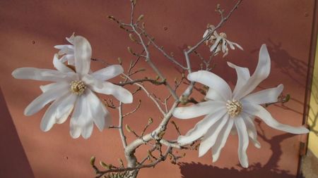 Magnolia stellata