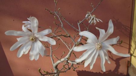 Magnolia stellata