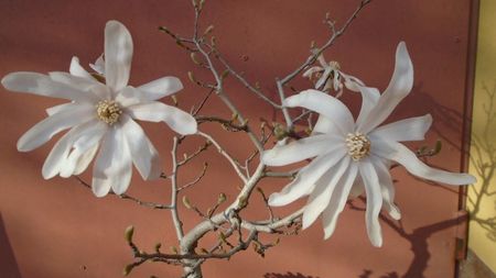 Magnolia stellata