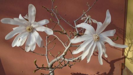 Magnolia stellata