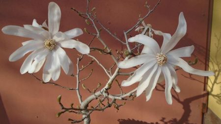 Magnolia stellata