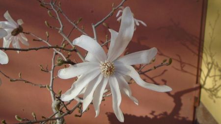 Magnolia stellata