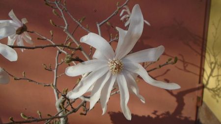 Magnolia stellata