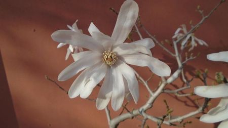 Magnolia stellata