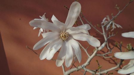 Magnolia stellata