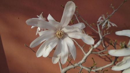 Magnolia stellata