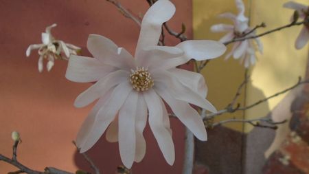 Magnolia stellata