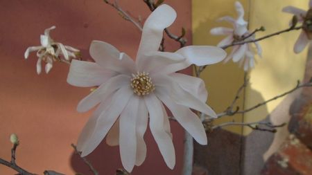 Magnolia stellata