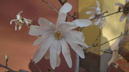 Magnolia stellata