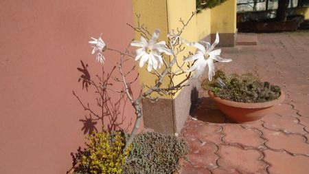 Magnolia stellata
