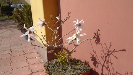 Magnolia stellata