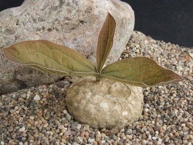 Adenia ovata (Malawi)