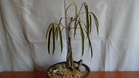 Ficus cv. Alii