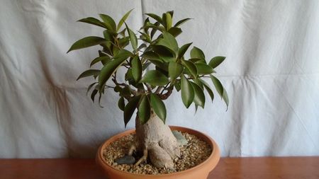 Ficus microcarpa cv. Ginseng